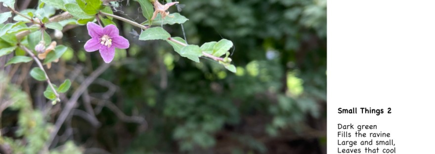 small purple star flower peeks up over the railing
