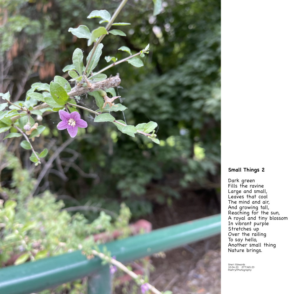small purple star flower peeks up over the railing 