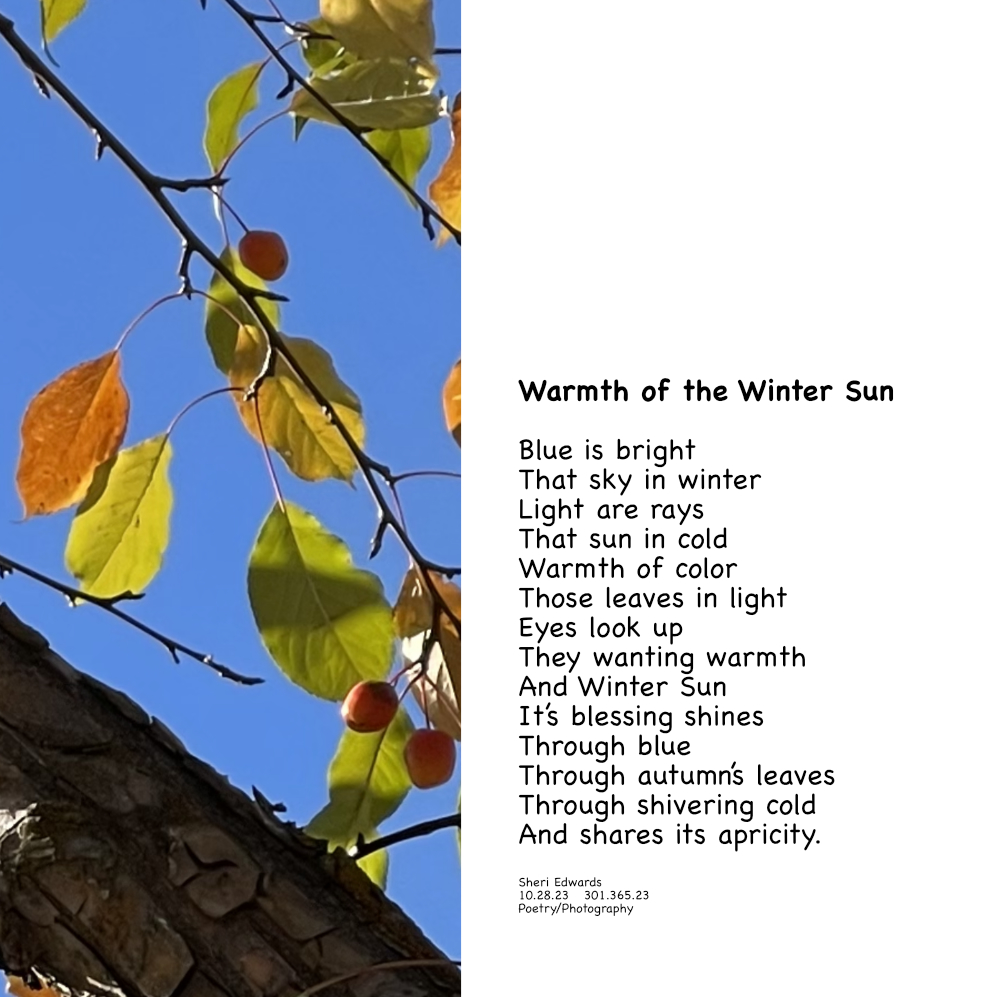 warmth of the winter sun, its rays filtered through the autumn leaves of the crab apple tree and poem