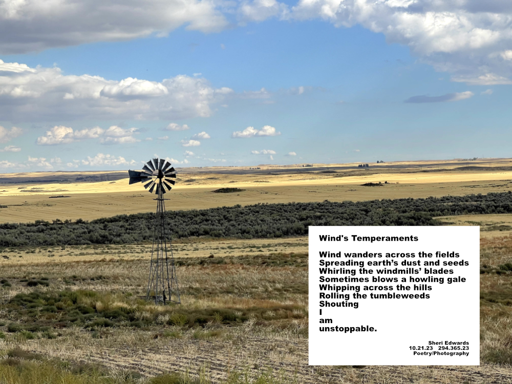 windmill in Douglas County, Wa and poem: Wind’s Temperaments
Wind wanders across the fields
Spreading earth’s dust and seeds
Whirling the windmills’ blades
Sometimes blows a howling gale
Whipping across the hills
Rolling the tumbleweeds
Shouting
I
am
unstoppable.
Sheri Edwards
10.21.23 294.365.23
Poetry/Photography