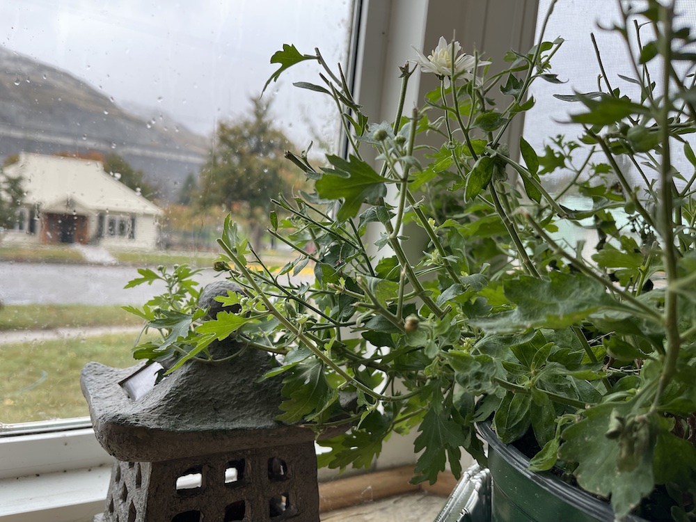 Slow, cold, slushy rain in October through the window with plant rescued from deer and Ishidōrō