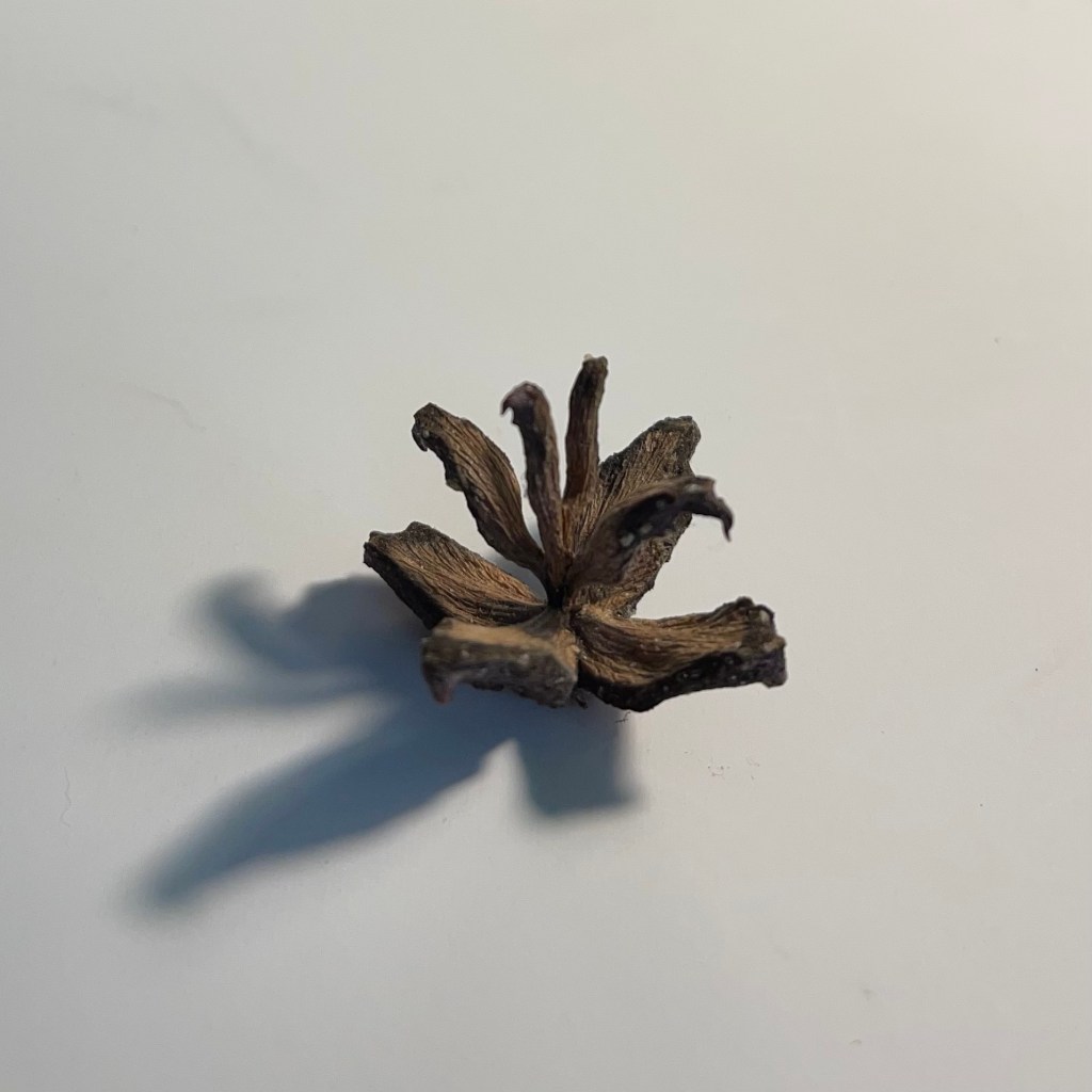 a very small pinecone