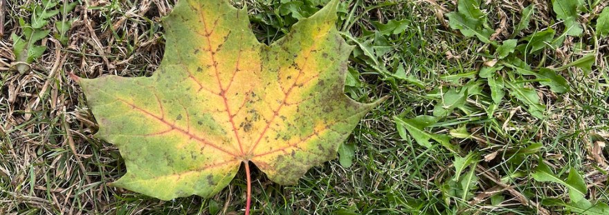 stunning maple leaf with green edges, yellow center, and red veins