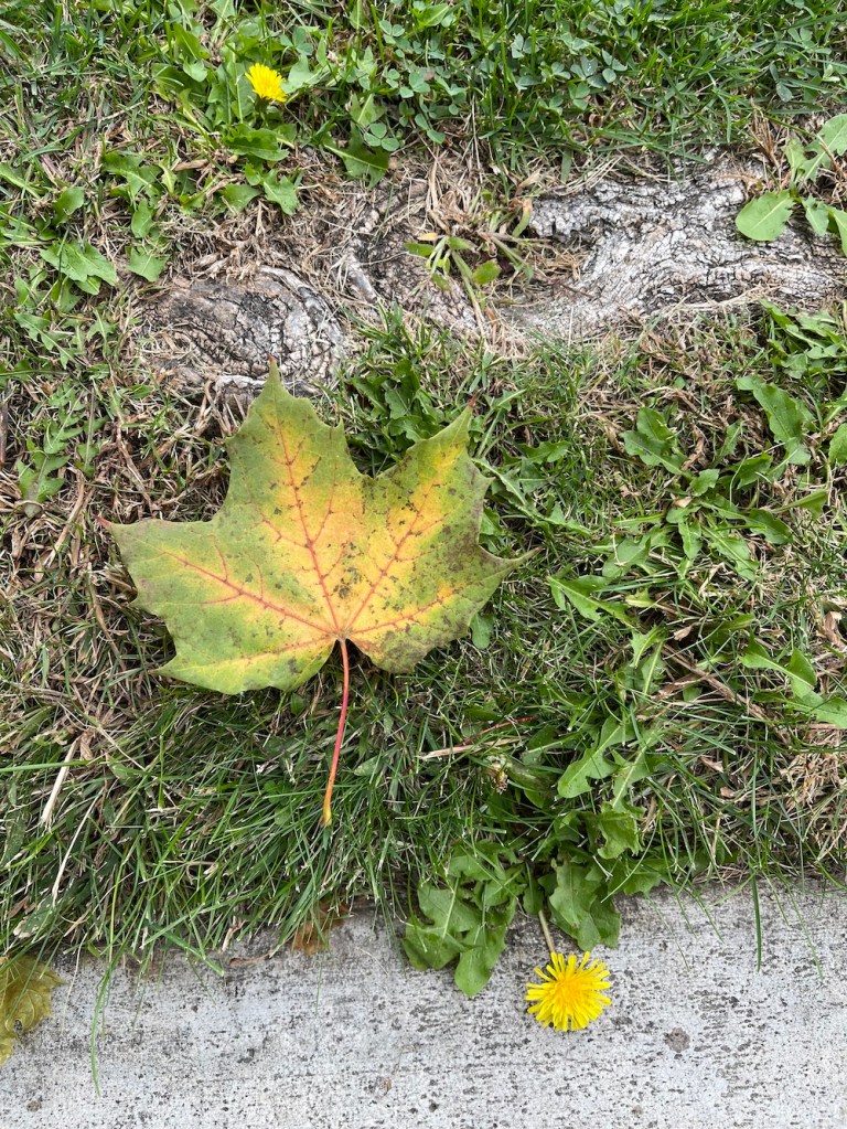 stunning autumn maple leaf, green on edges, yellow in middle, with red veins.