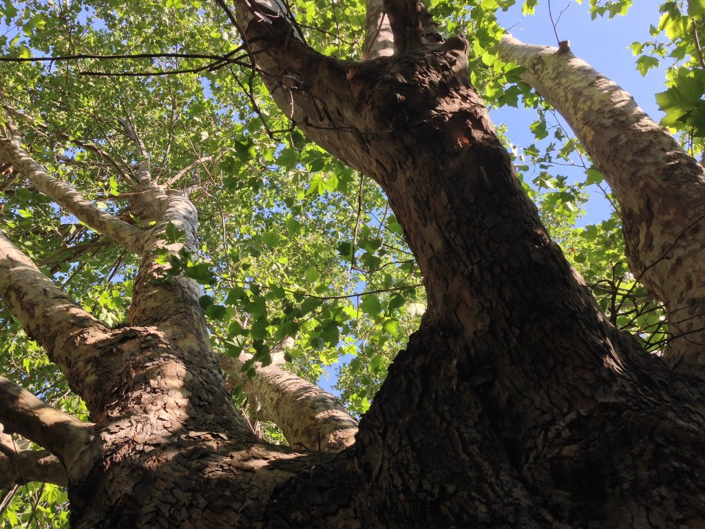 Summer sycamore -- giant reaching to the sky