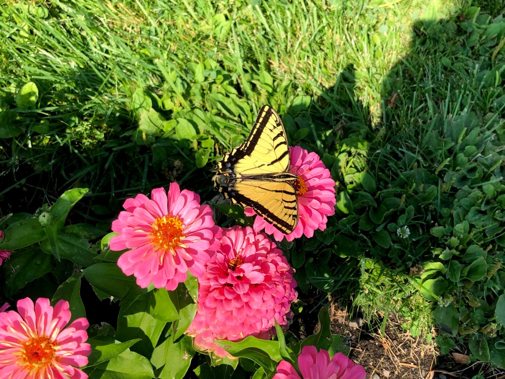 swallowtail butterfly on zinnia