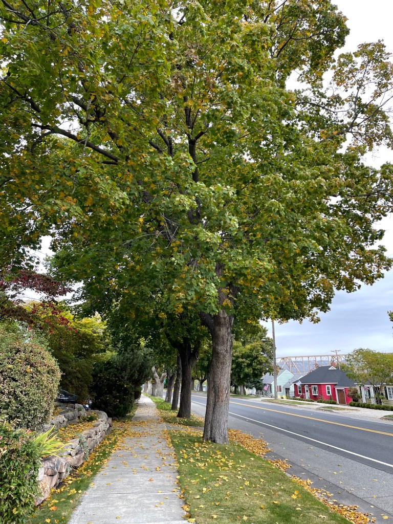 Maple Trees on Columbia Avenue [Highway 155] in Coulee Dam, WA