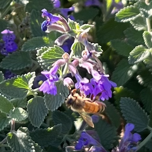 bee on purple flowers