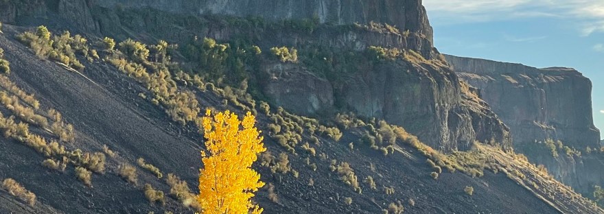 Poplar trees along Banks Lake in autumn