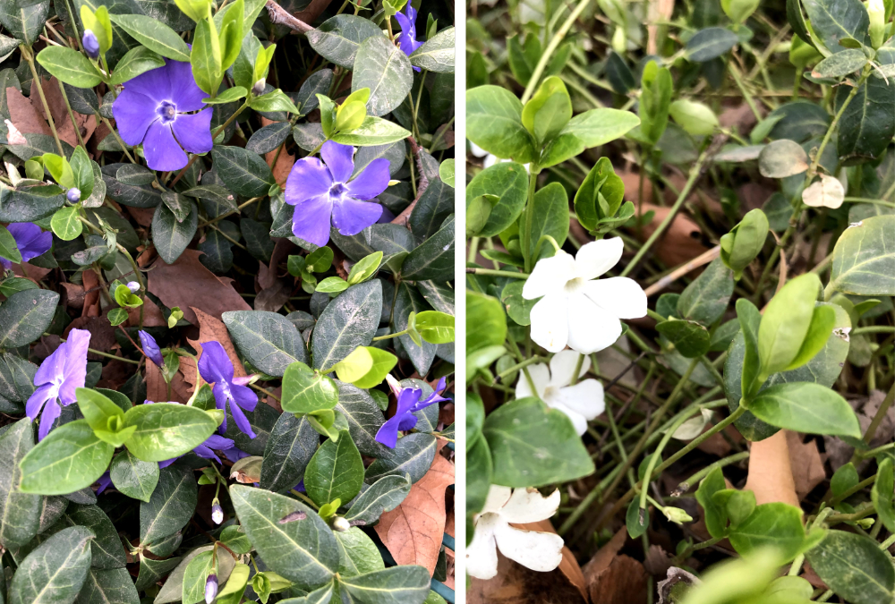 Periwinkle [Joy on the Ground] vines in my garden in blue-purple and white.