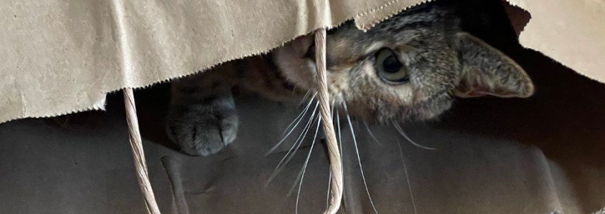 cat looking up and out of a brown paper shopping bag