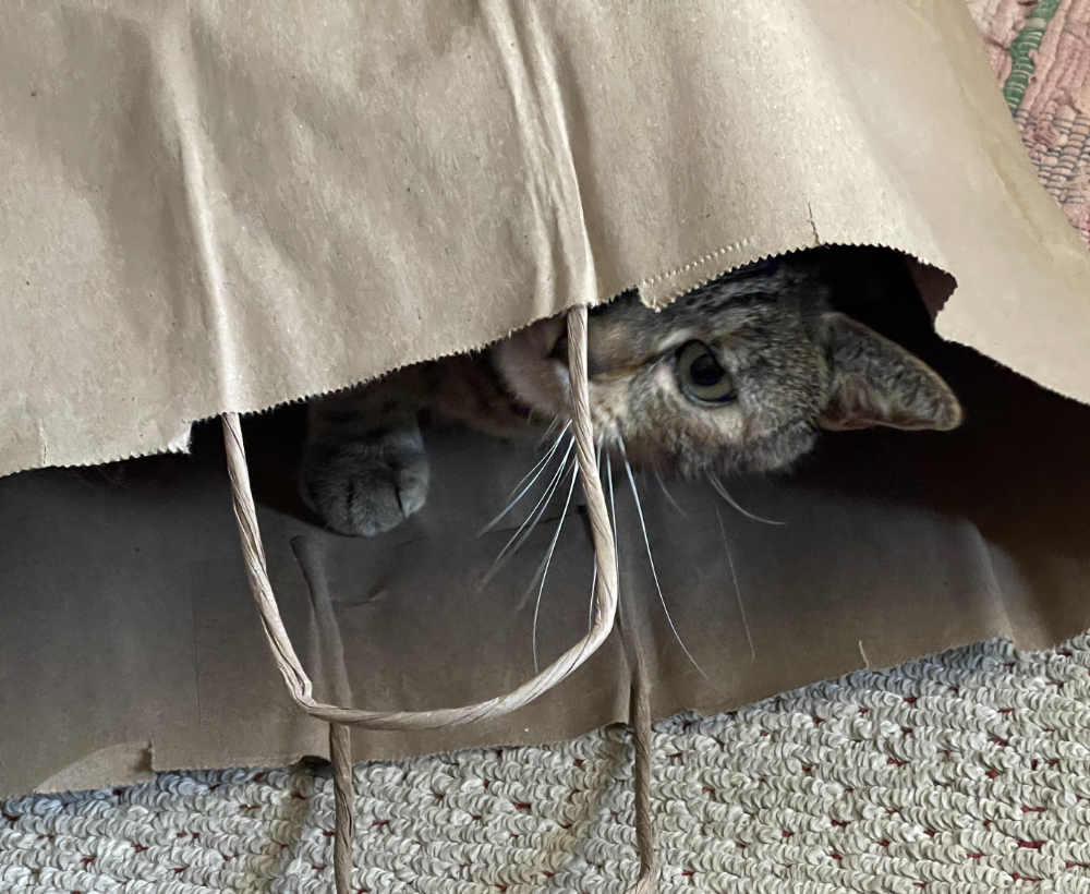 cat looking up and out of a brown paper shopping bag