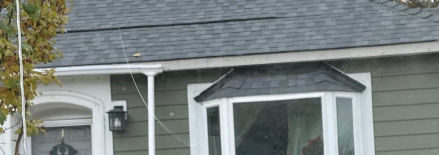 white cat on the roof; tabby cat in the window
