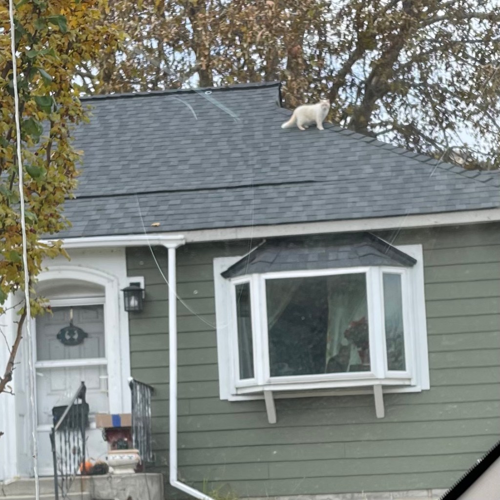 white cat on the roof; tabby cat in the window