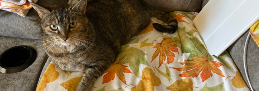 Our cat on the couch with throws of my autumn leaves illustration