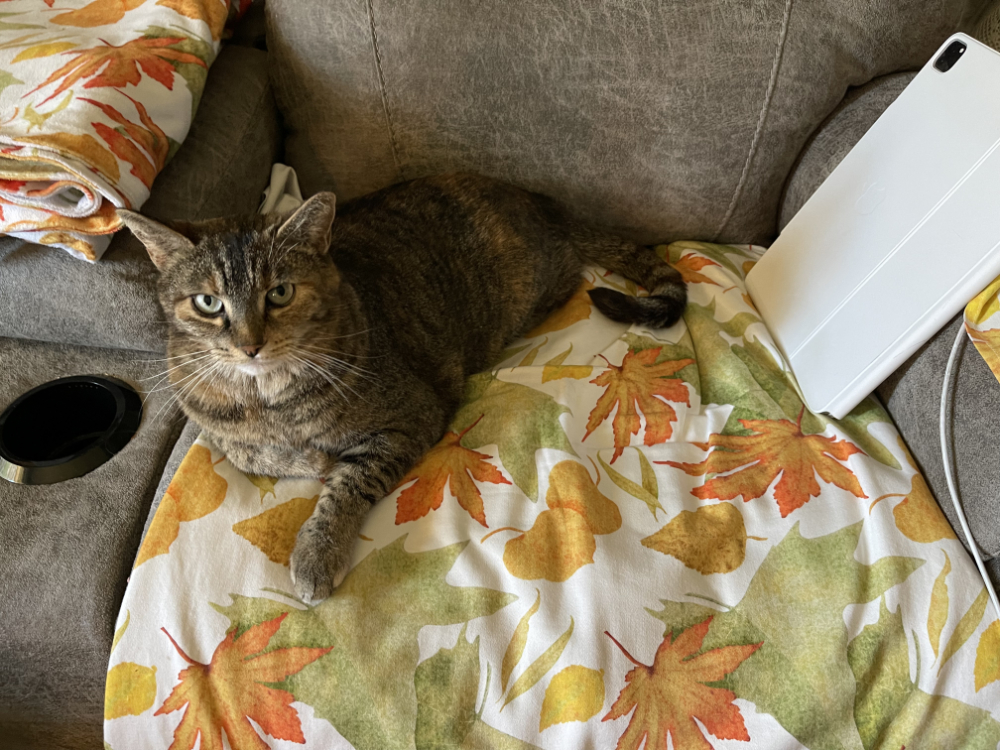 Our cat on the couch with throws of my autumn leaves illustration