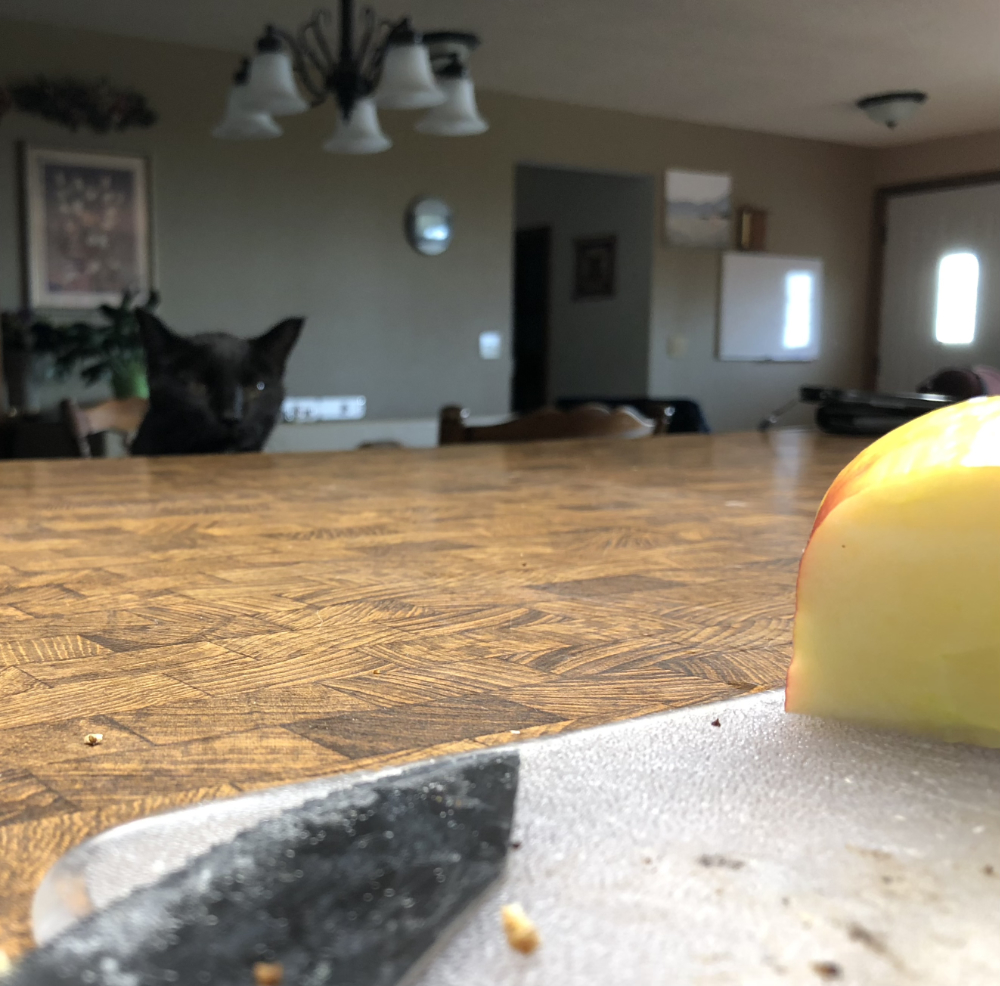 My cousin's cat jumped up to watch  me slice apples for breakfast, sneering at what she probably thought might be a treat.