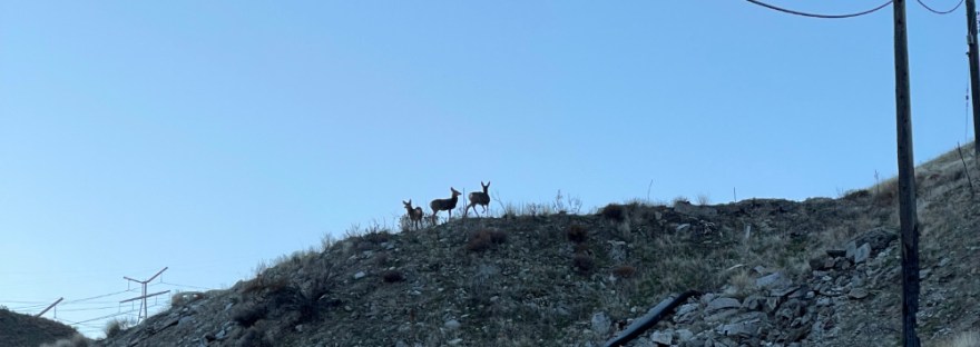 mule deer walking away as we approach in the road below; they turn to listen if we are danger