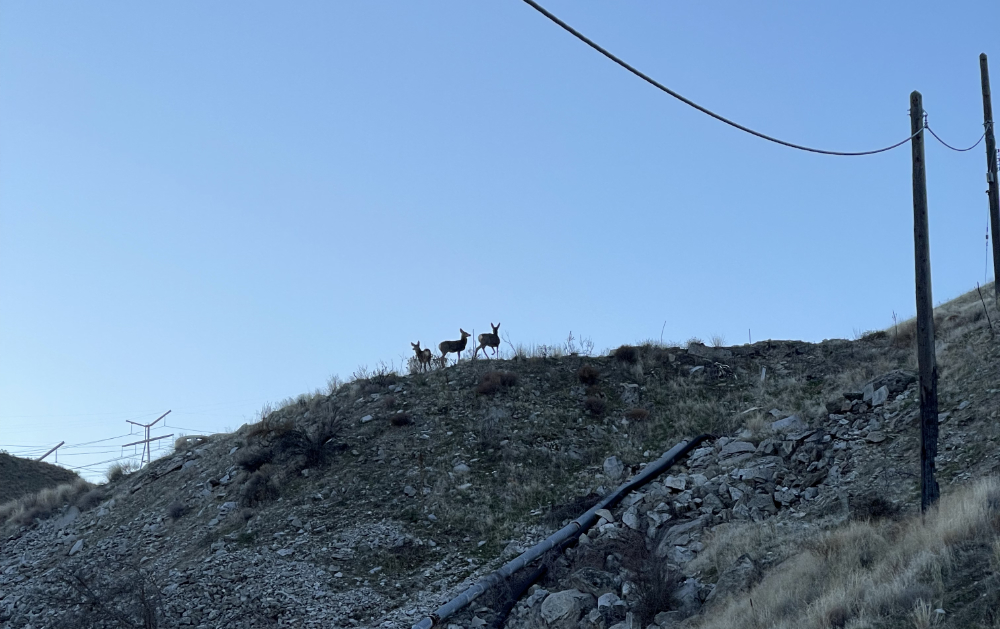 mule deer walking away as we approach in the road below; they turn to listen if we are danger