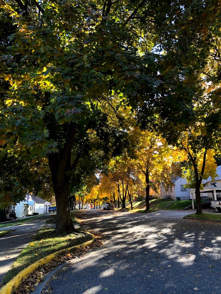 Ferry Street Maples through the years and seasons