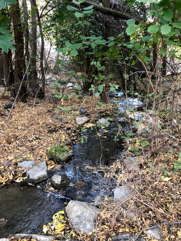 Fiddle Creek with shadows and sparkles filtered through the canopy