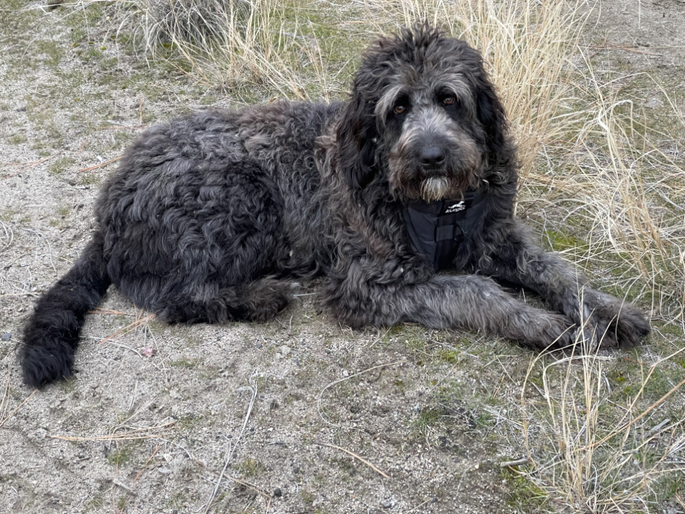 Guthrie, hiding a deer hoof in his mouth and after rolling in something disgusting; goldendoodle "what" expression