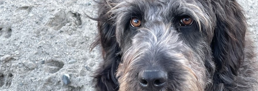 Guthrie, sweet golden-doodle close up for featured image