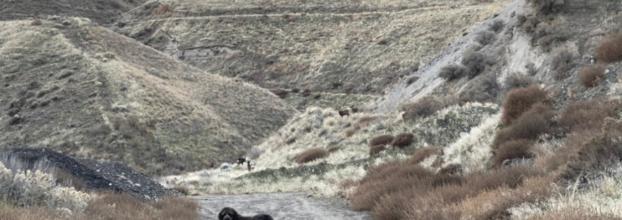 Fluffy black dog in front of herd of deer in a canyon