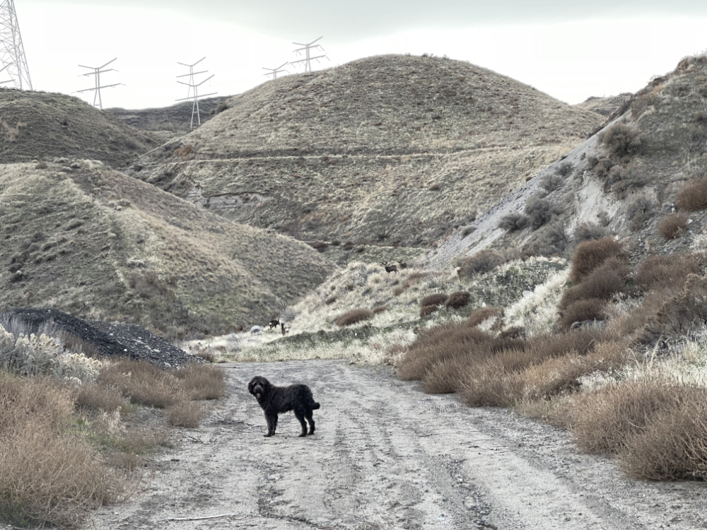 Fluffy black dog in front of herd of deer in a canyon