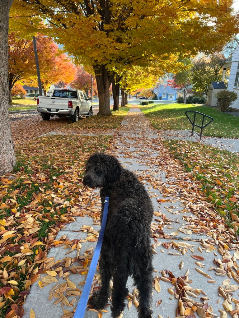 golden doodle on a walk on autumn tree-lined street