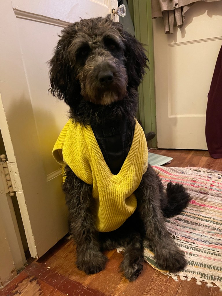 Guthrie in a sweater vest