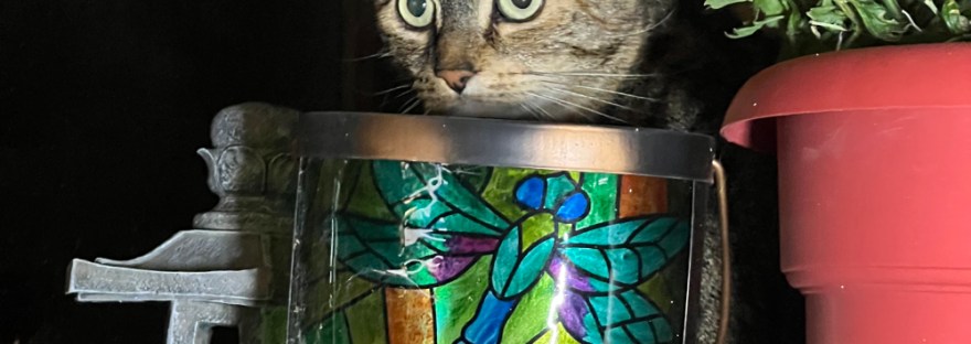 The house cat sees a dog in her domain.