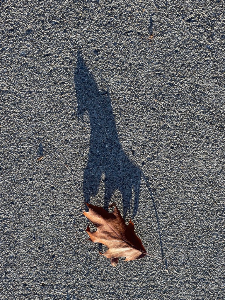 a crisp, bronze autumn leaf on the sidewalk whose shadow looks like a horseman