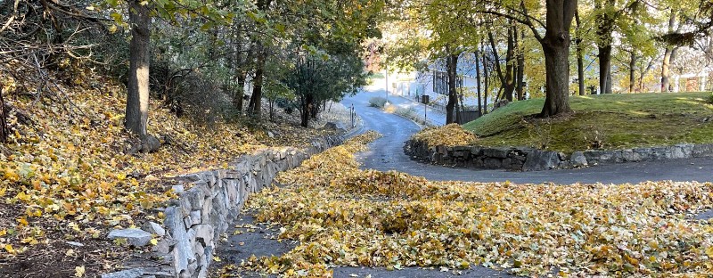 Cole Park crew blow the autumn leaves into piles to gather into their trucks. There's a lot of leaves.