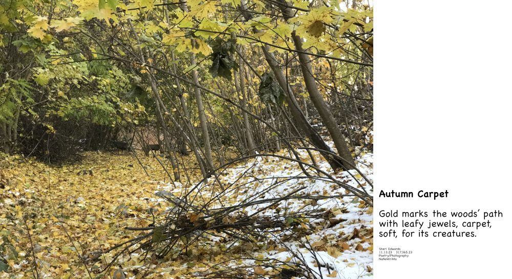 Further down the path: golden maple leaves-- a carpet so soft for the mule deer taking an afternoon nap.  -- and haiku