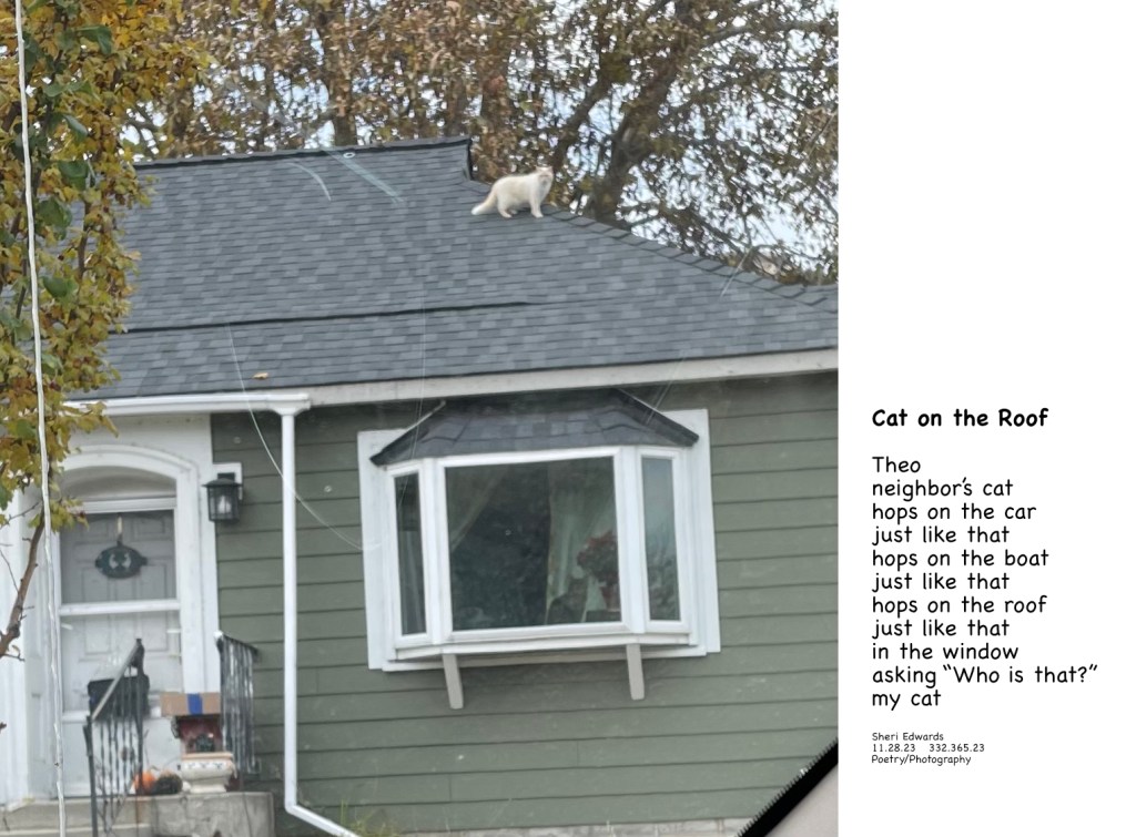 white cat on the roof
tabby in the window

a day in  the life of neighborhood cats