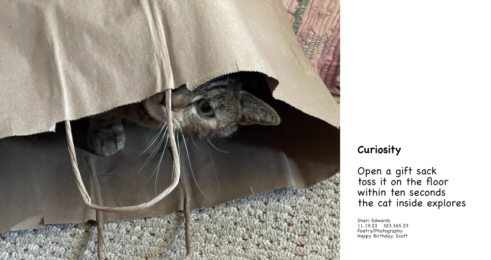 cat looking up and out of a brown paper shopping bag and poem