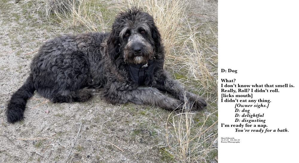 Guthrie, hiding a deer hoof in his mouth and after rolling in something disgusting; goldendoodle "what" expression and poem