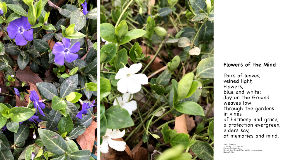 Periwinkle [Joy on the Ground] vines in my garden in blue-purple and white. and poem