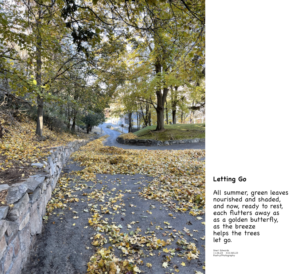 autumn leaves in November, yellow-- falling and fallen, and poem