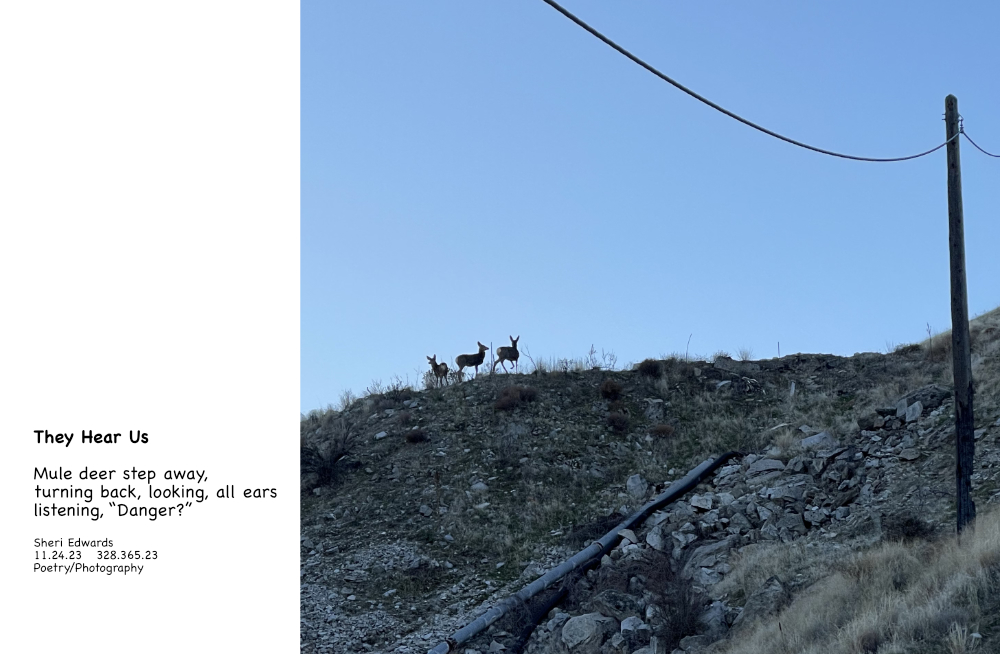 mule deer walking away as we approach in the road below; they turn to listen if we are danger and haiku about the deer