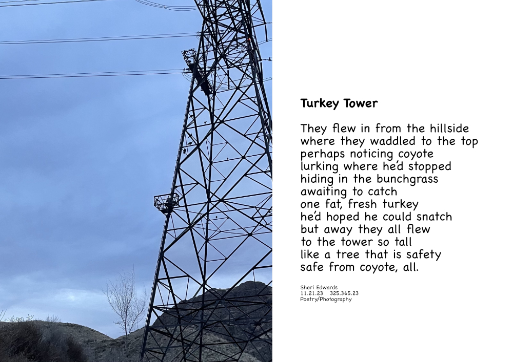 electricity tower where turkeys roost and poem