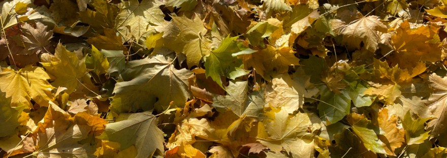 huge, lobed, yellow sycamore leaves in late November carpet the lawn with many thousands more still on the tree