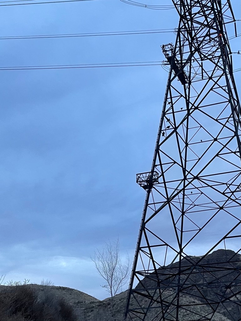 electricity tower where turkeys roost