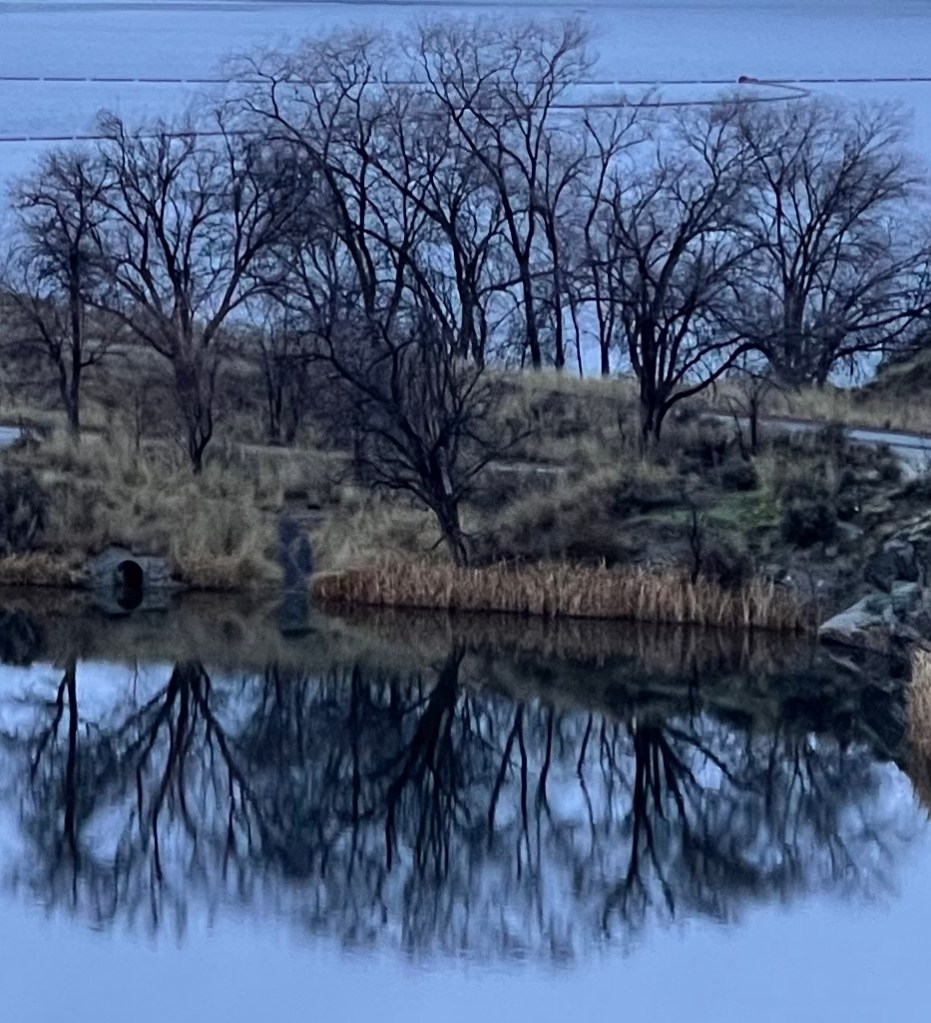 trees at Crescent Bay Lake; background: Crescent Bay