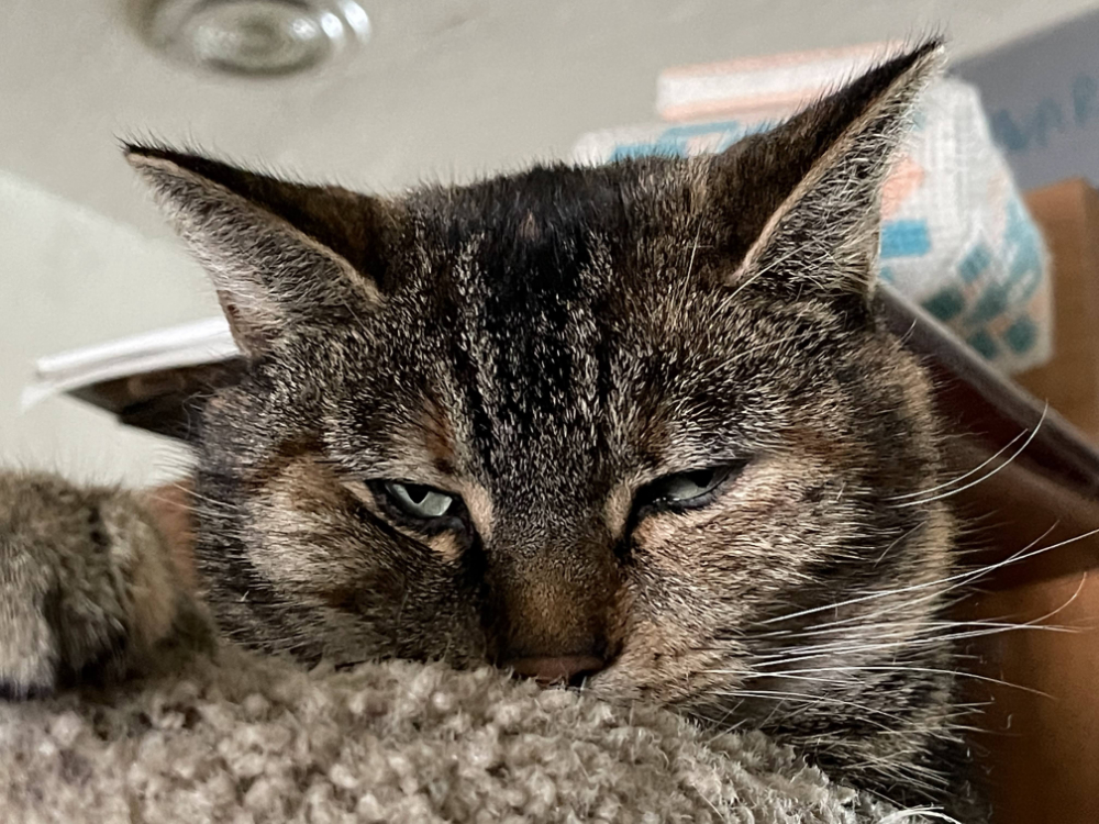 a grouchy tabby cat