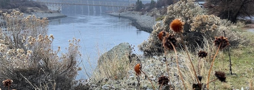 Winter sunflowers; December 2023 along the Columbia River looking south to Grand Coulee Dam