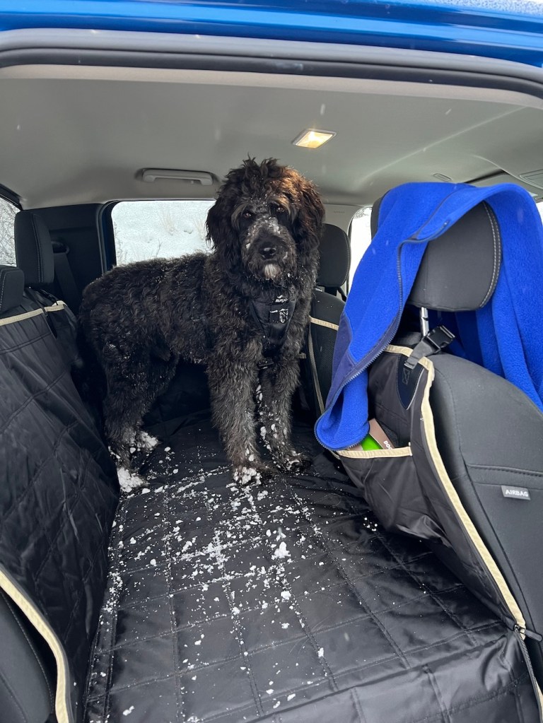 Guthrie after a morning run in the year's first snowfall