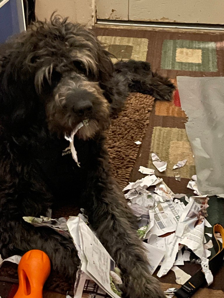 dog shreds paper