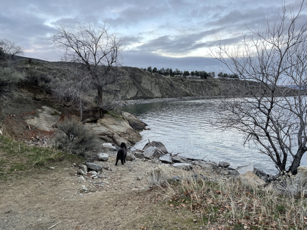 Guthrie the dog on his sniff walk, curious for who has left messages for him